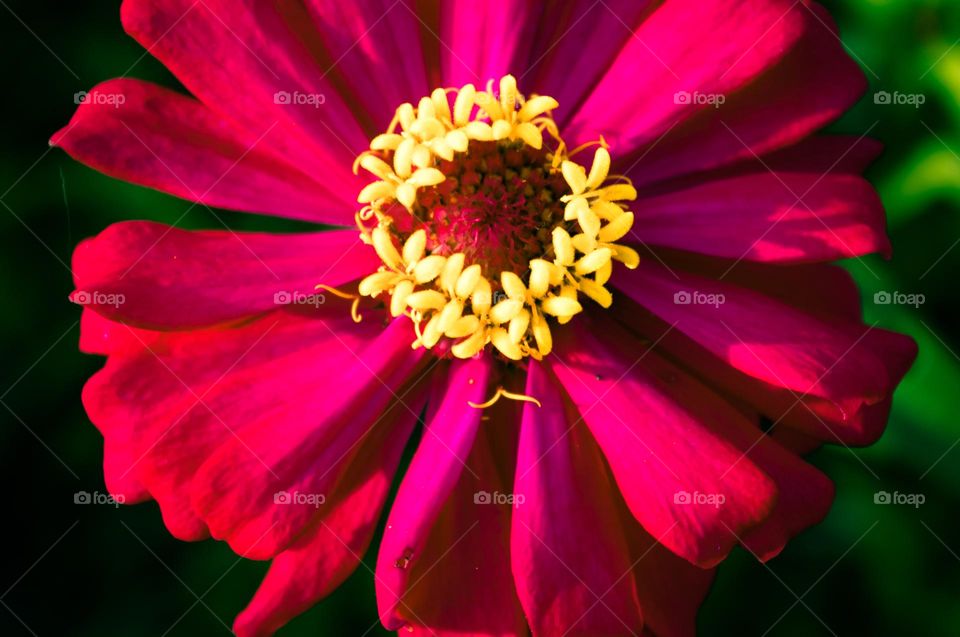 zinnias