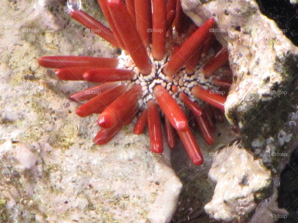 Sea urchin 