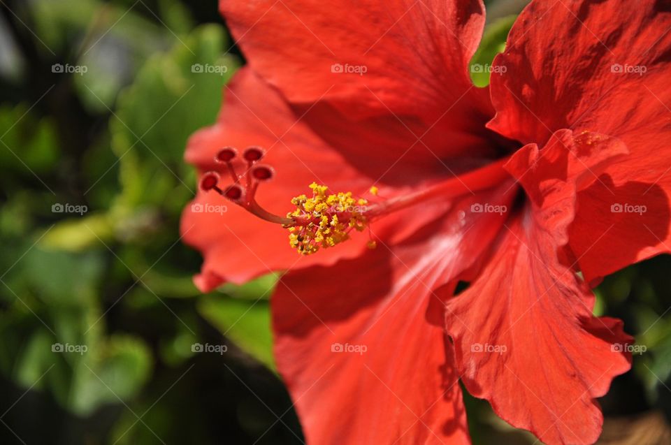 Hibiscus