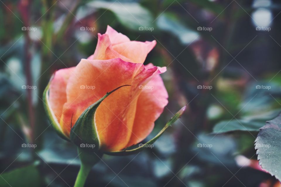 Rose Bud 