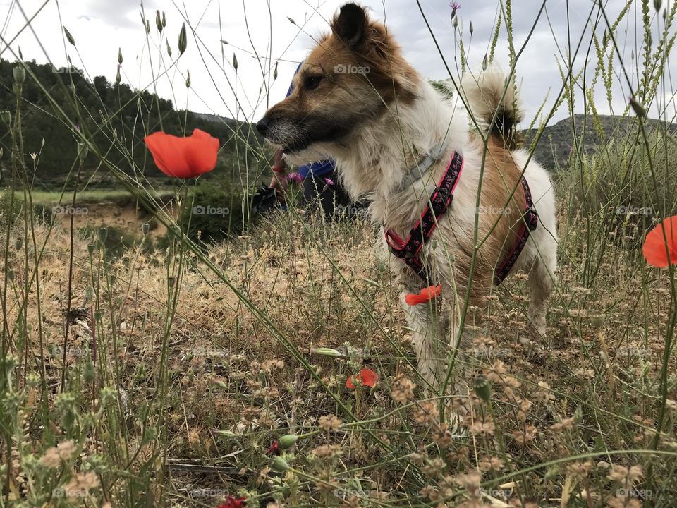 My little dog enjoying a beautiful landscape.