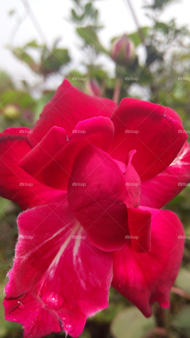 Beauty of rose flower