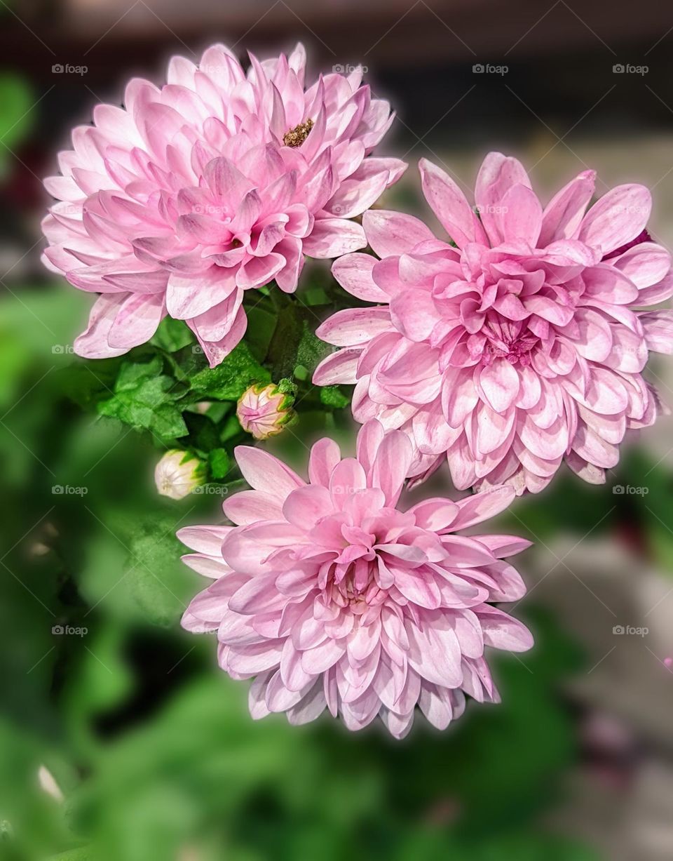 Beautiful Pink Flowering plant