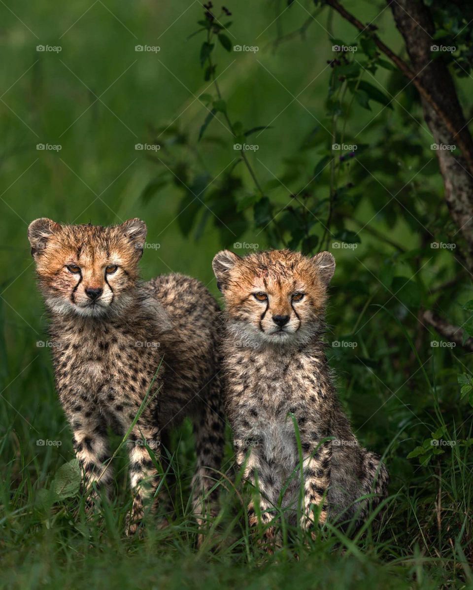 Two Little Tiger 😇🔥