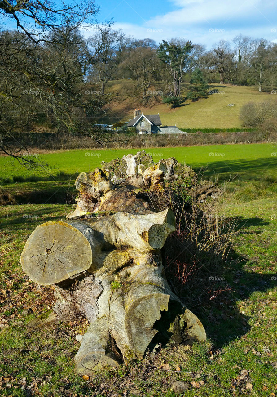 A Welsh cottage and a fallen tree