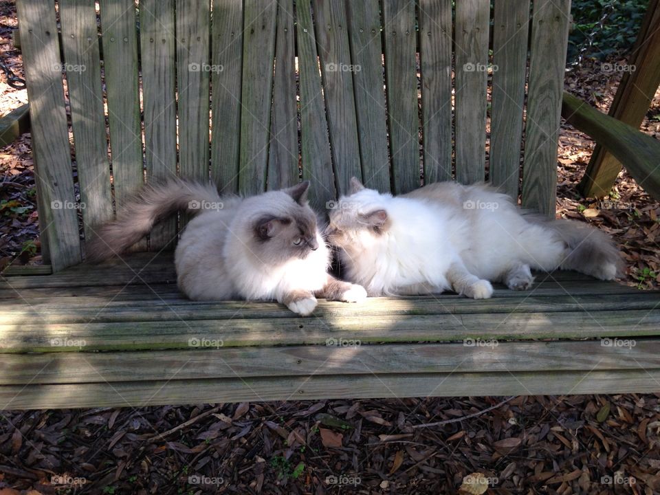 Two ragdoll cats