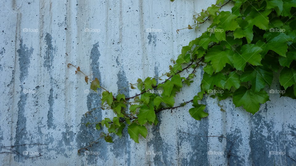 Nature taking over man made structure.