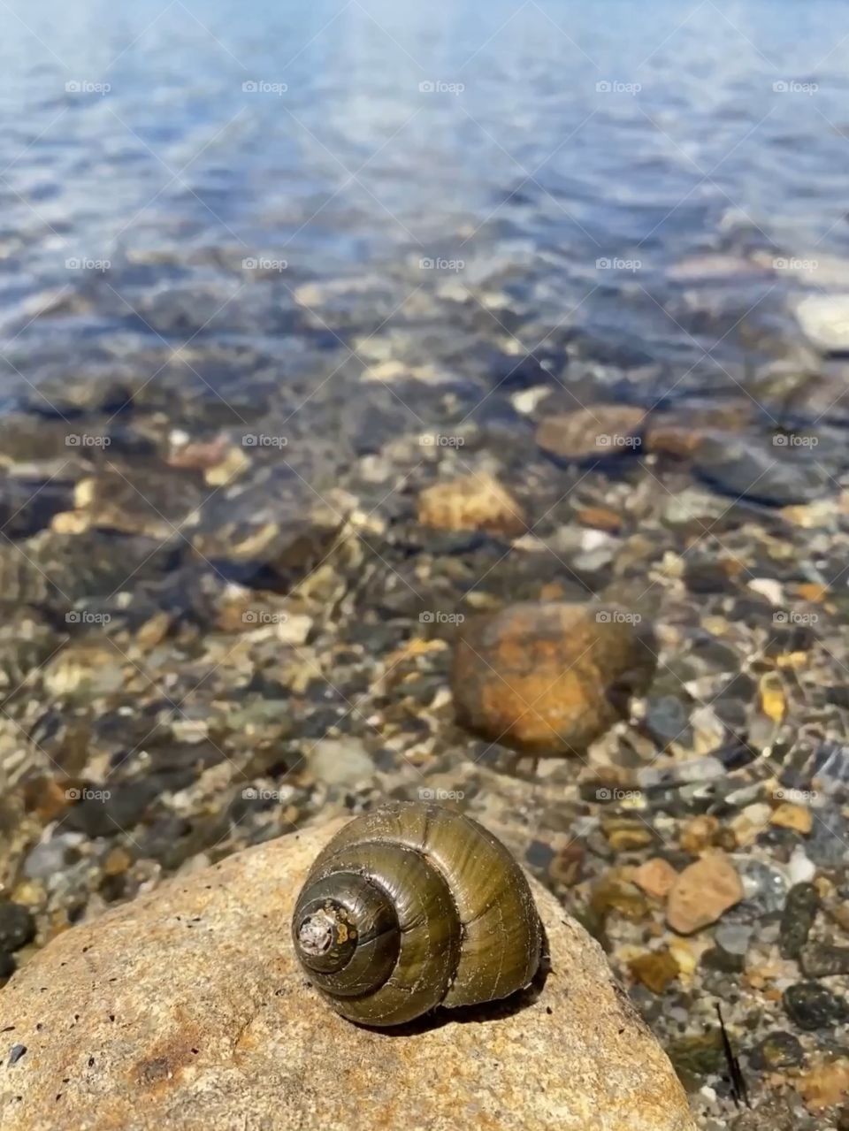 Snail