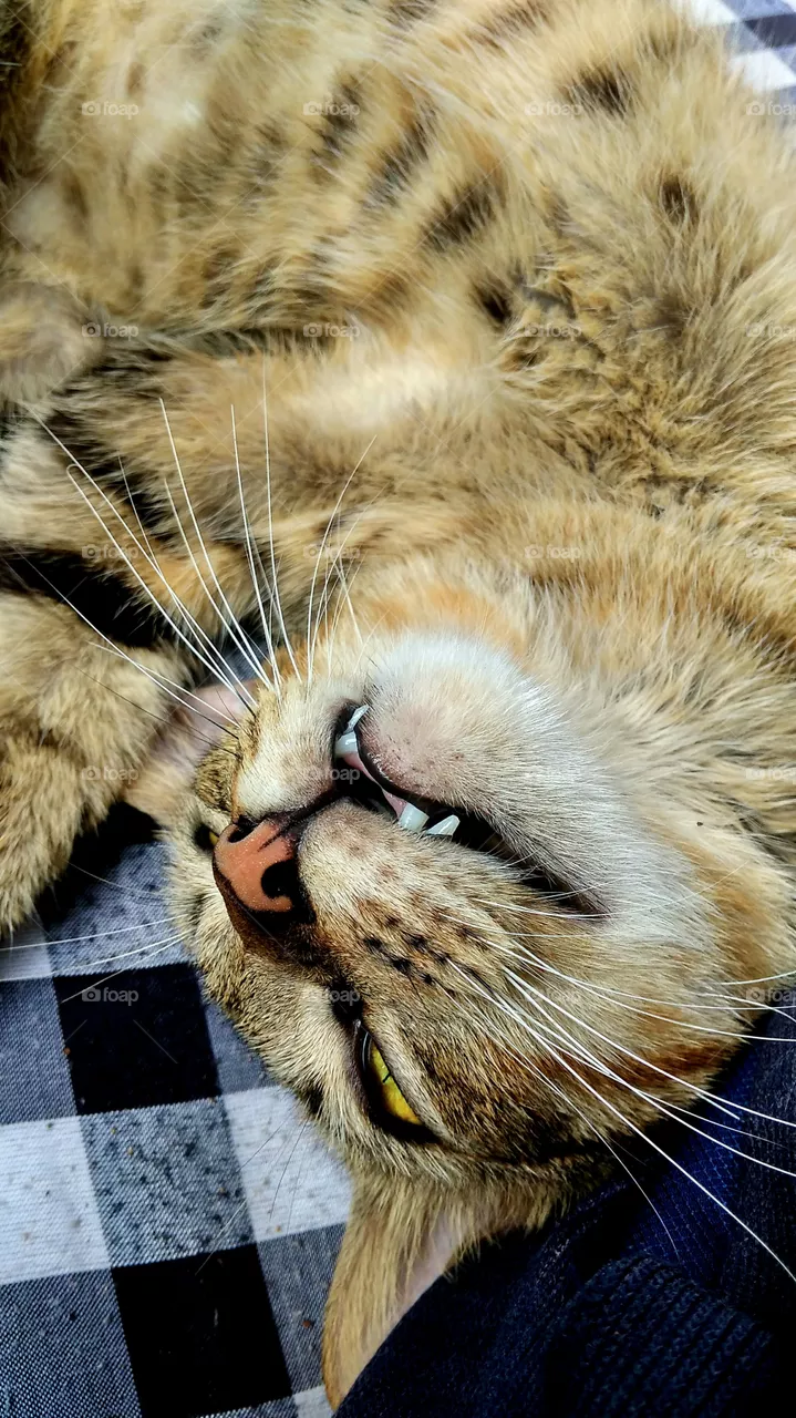 cat