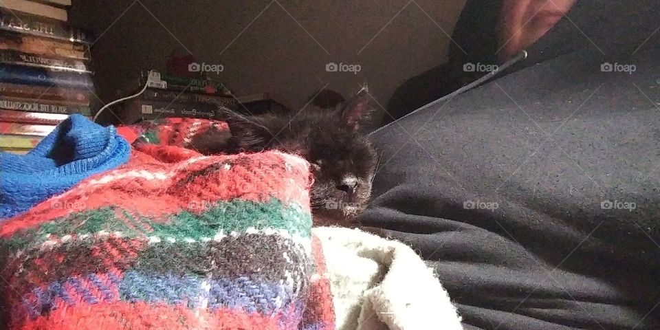 Black cat red blanket plaid