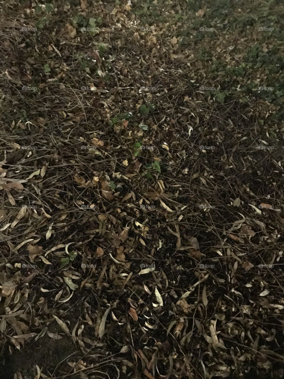 Fall leaves on ground texture