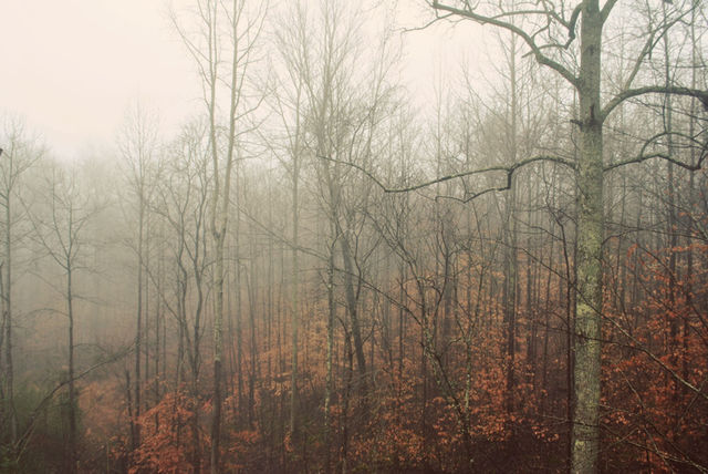 Foggy morning