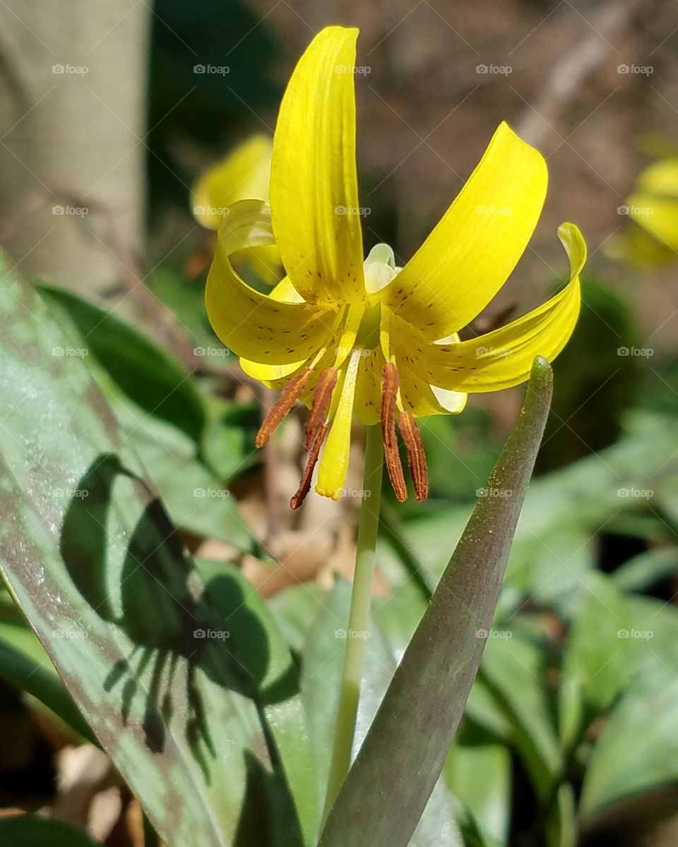 Wild Trout Lily