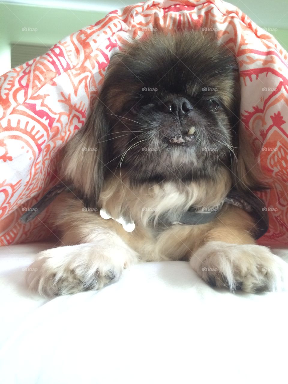 Lazy Pekingese 