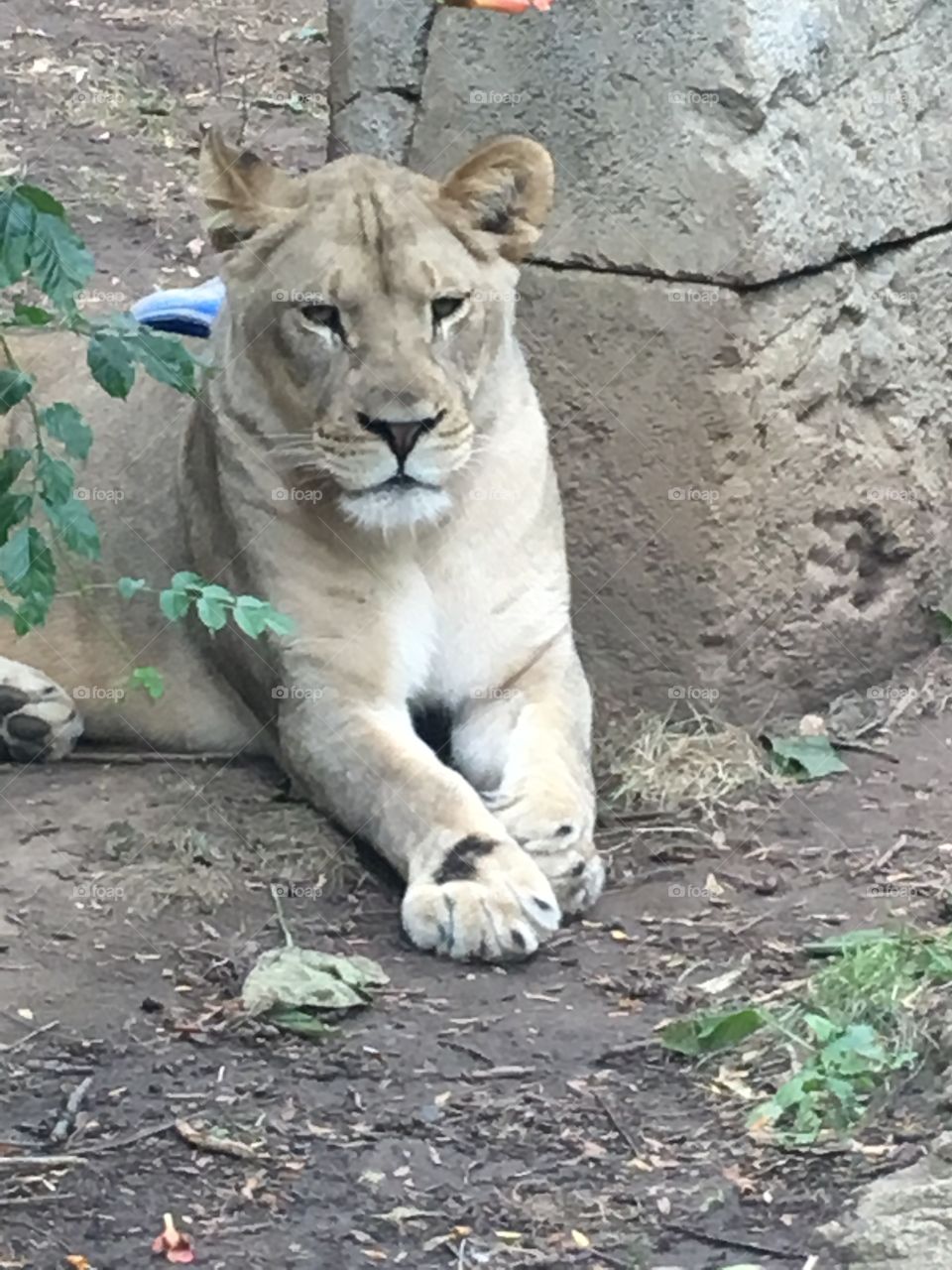 A beautiful lion 