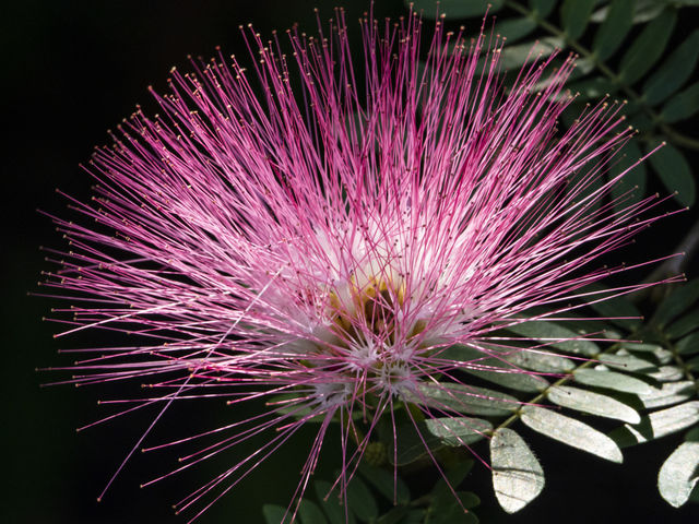 Pink Mimosa Flower