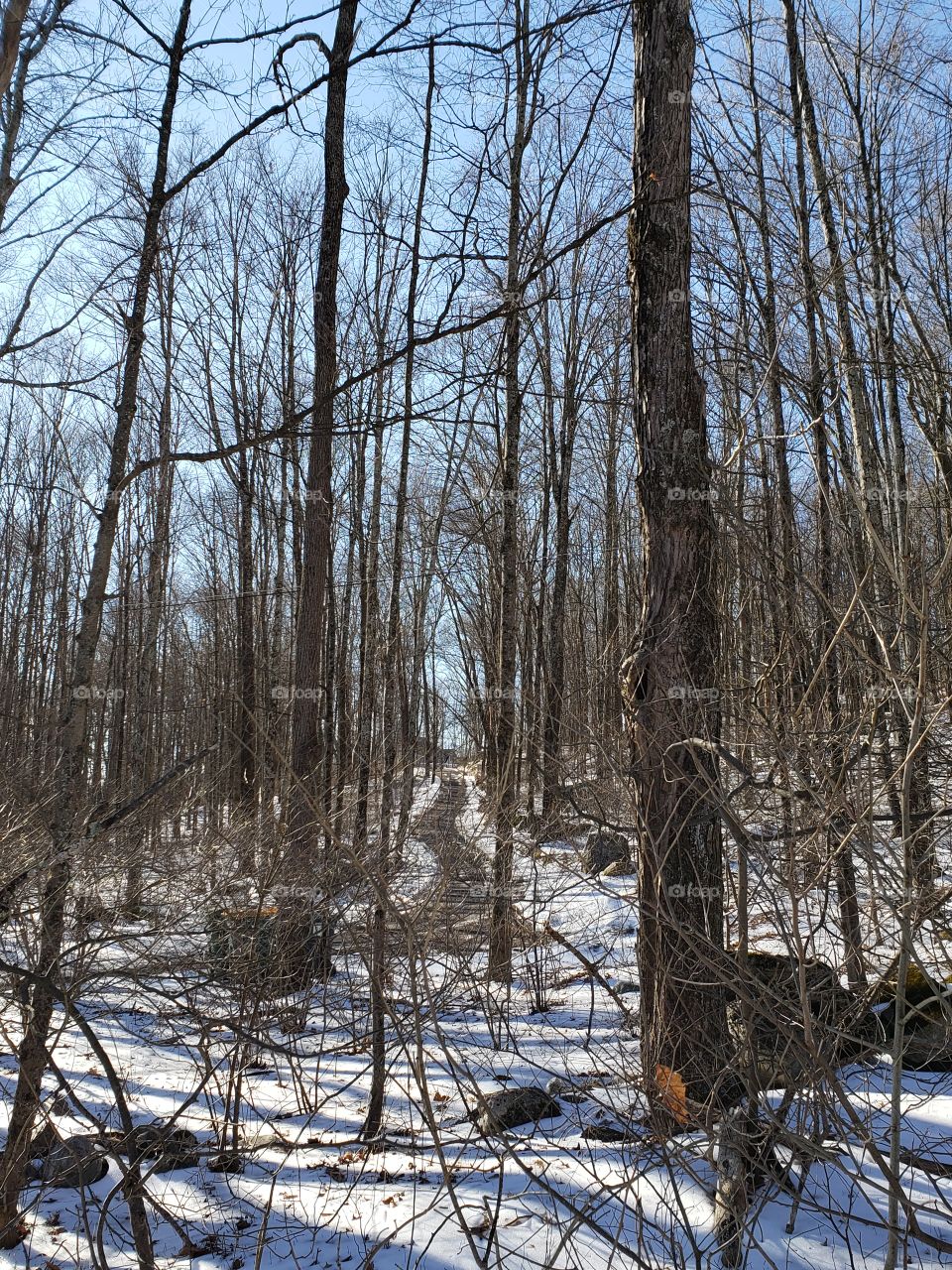 Winter wooded trail