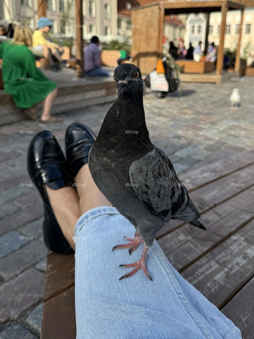 Funny pigeon sitting on a leg