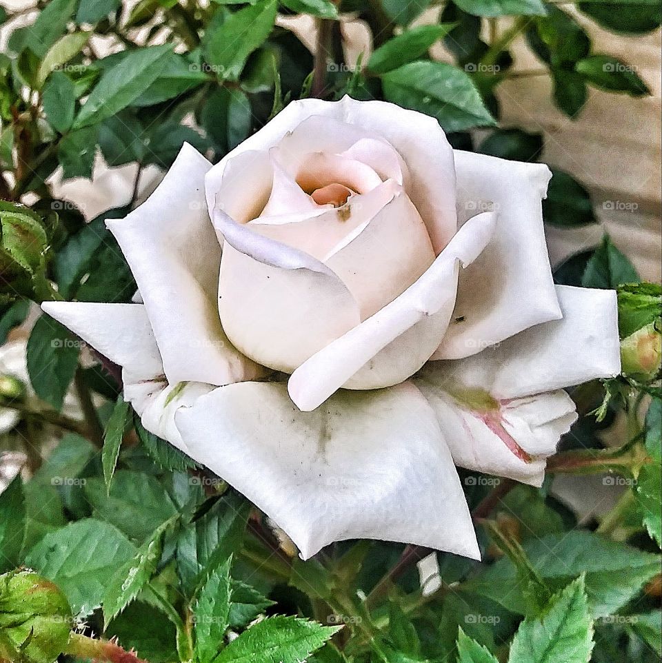 Single White Rose -- White Rosebud -- Petals Unfolding -- Blooming White Rose -- Roses -- Rosebush -- Flower Blossom -- Beautiful