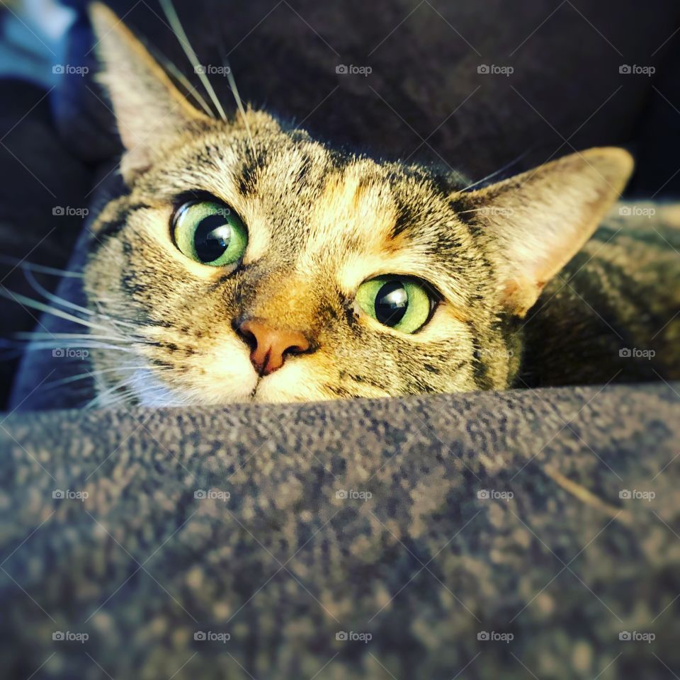 Green eyed tabby resting tabby cat closeup 