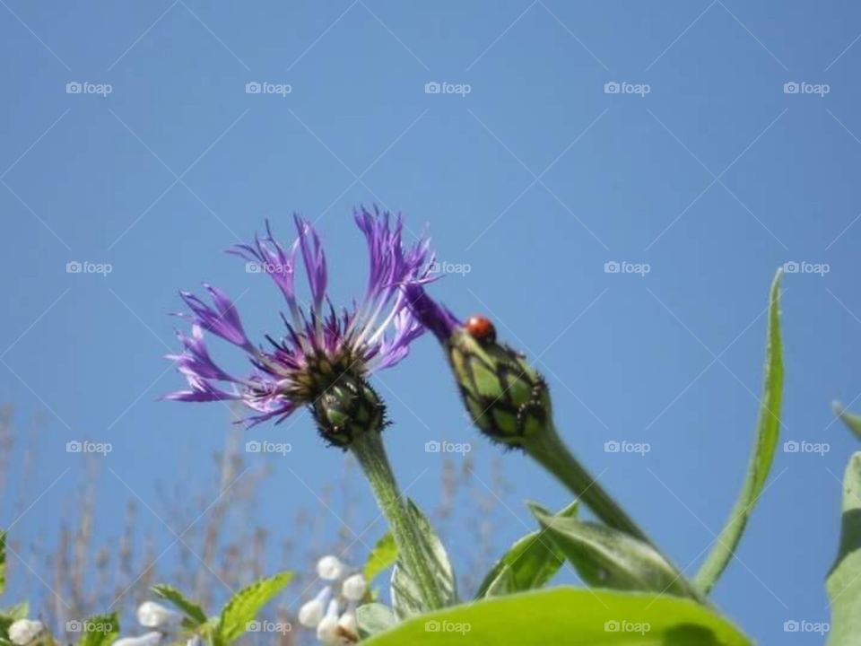 Ladybug Thistle