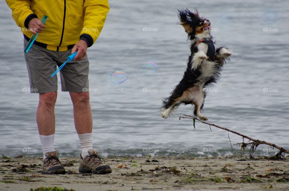 Dog playing with bubbles