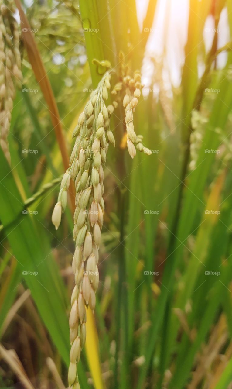 farms in india...🌾
