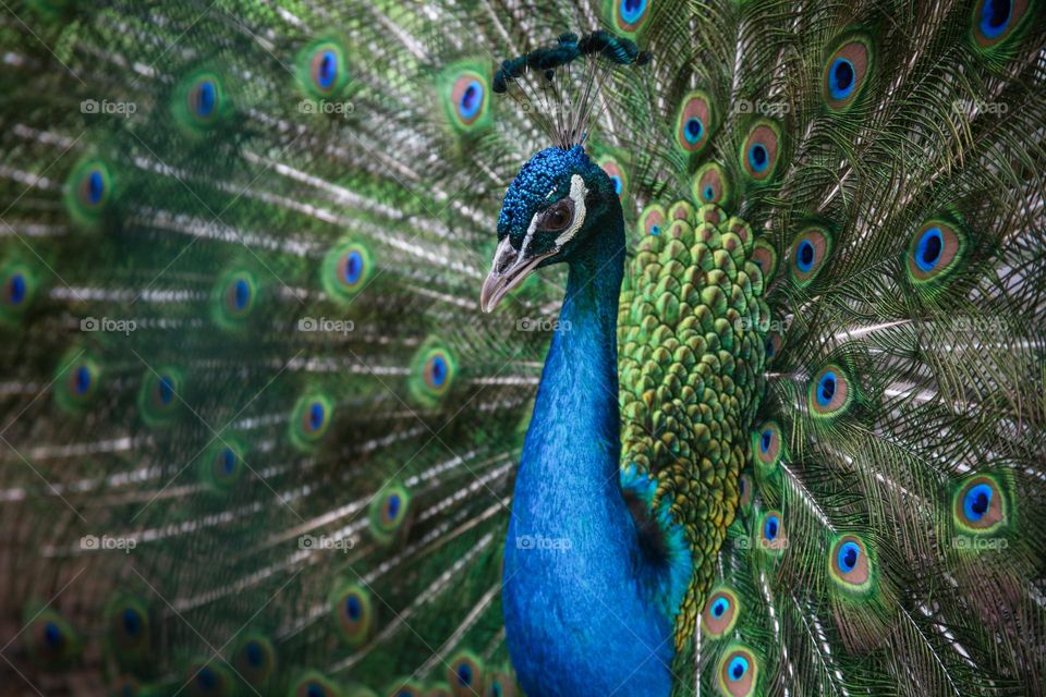 Beautiful blue peacock 