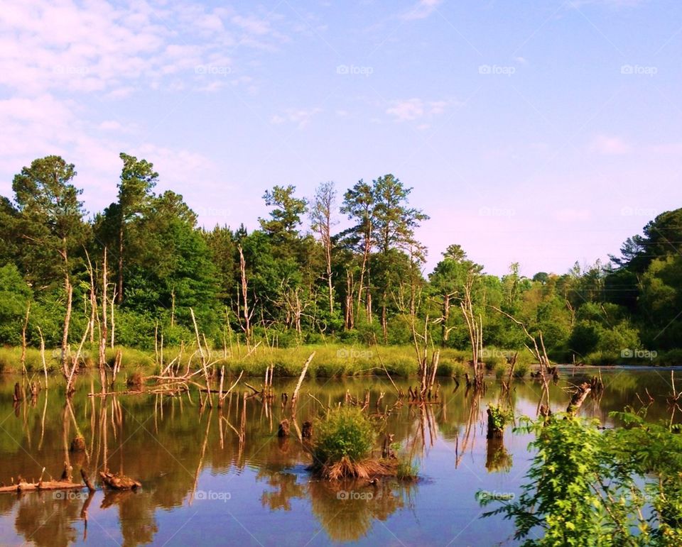 Reflection of trees in lake