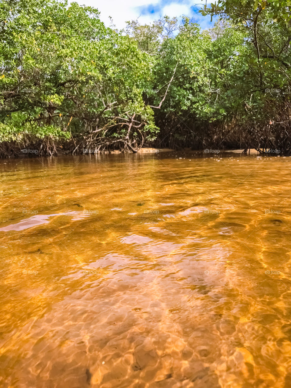 This beautiful river flows into the red crown sea Bahia Brazil