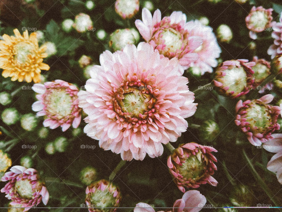 I'm in love with the beauty