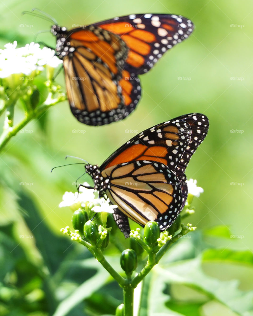 Two butterflies 
