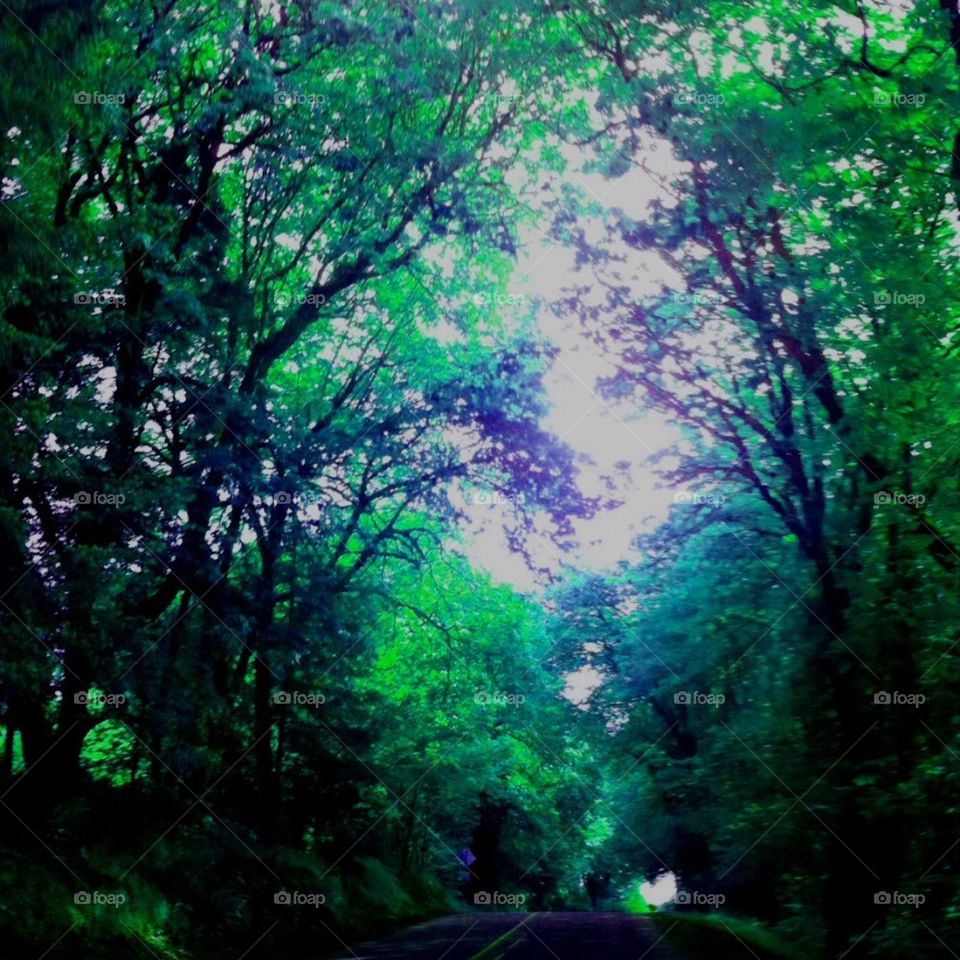 Driving through the tree lined roads