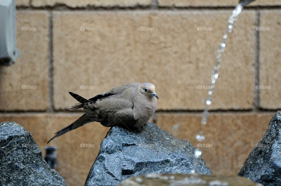 Resting dove