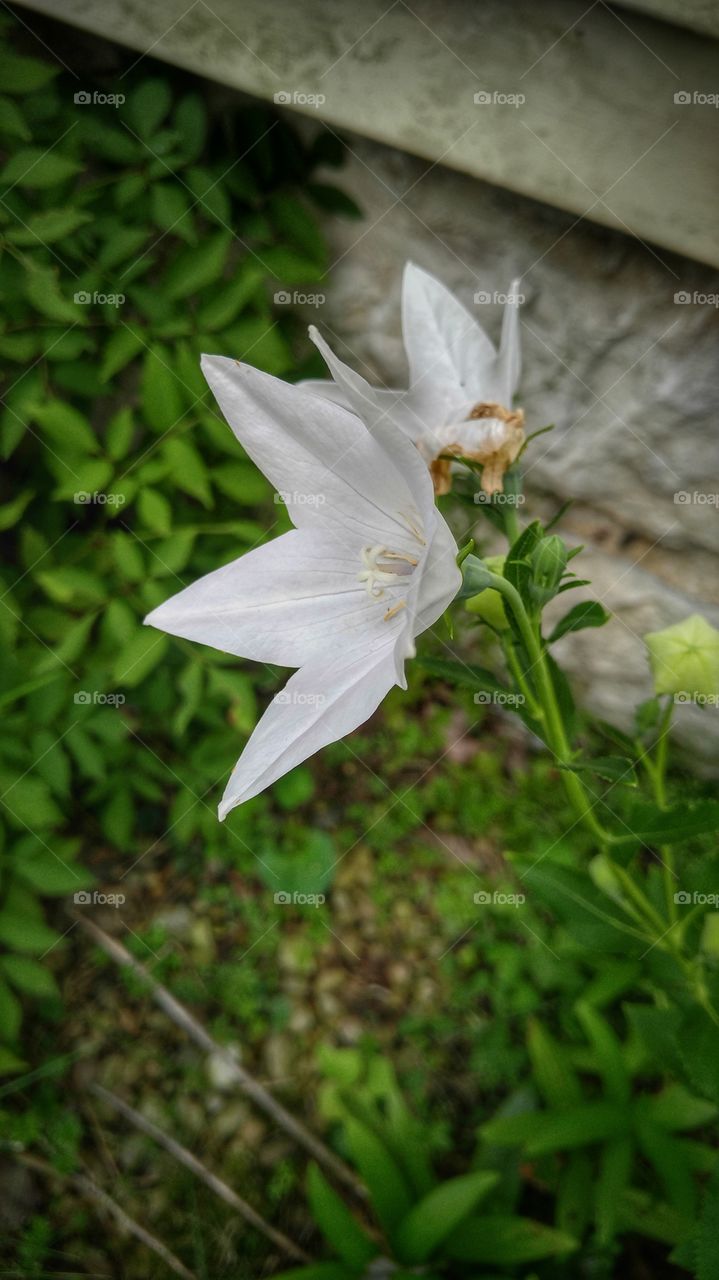 Delicate white flowers