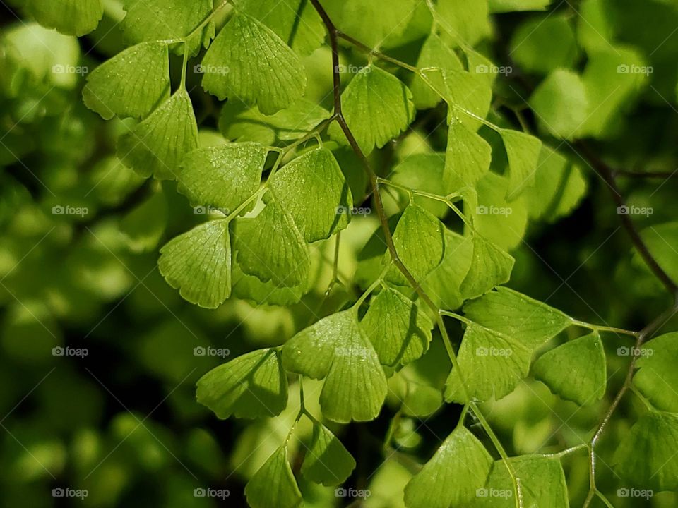 Look closely. Geometry is everywhere, not just in man-made things but in nature too. This lovely fern like plant has triangle shaped leaves.