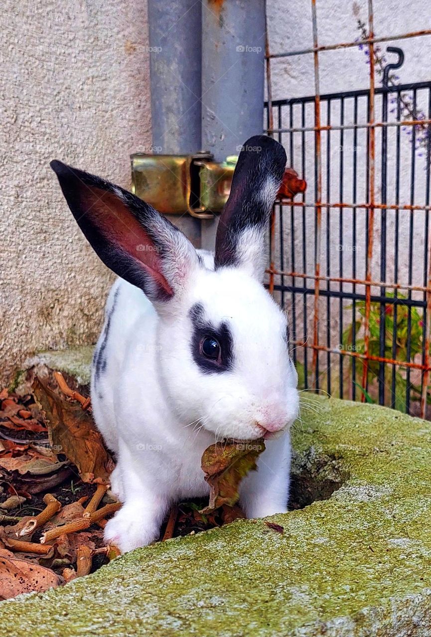 Hi im Luna the Rabbit.