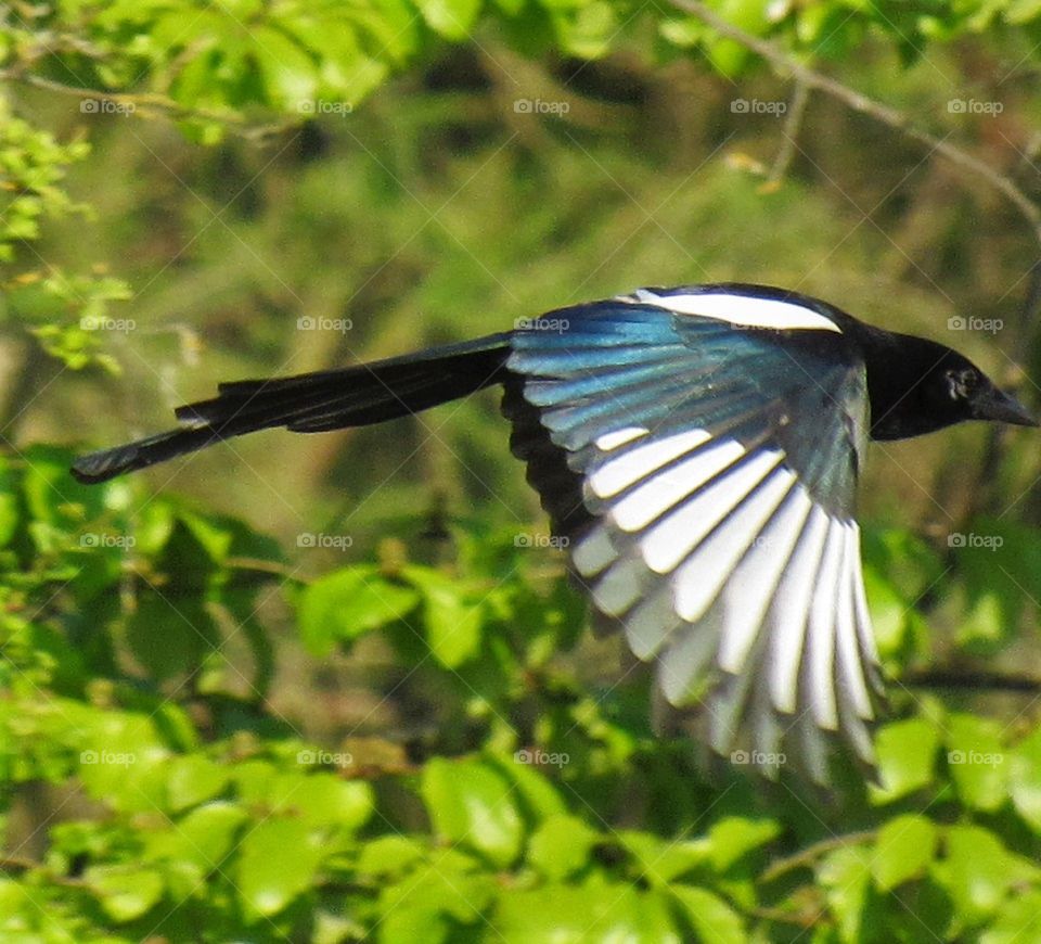 In flight