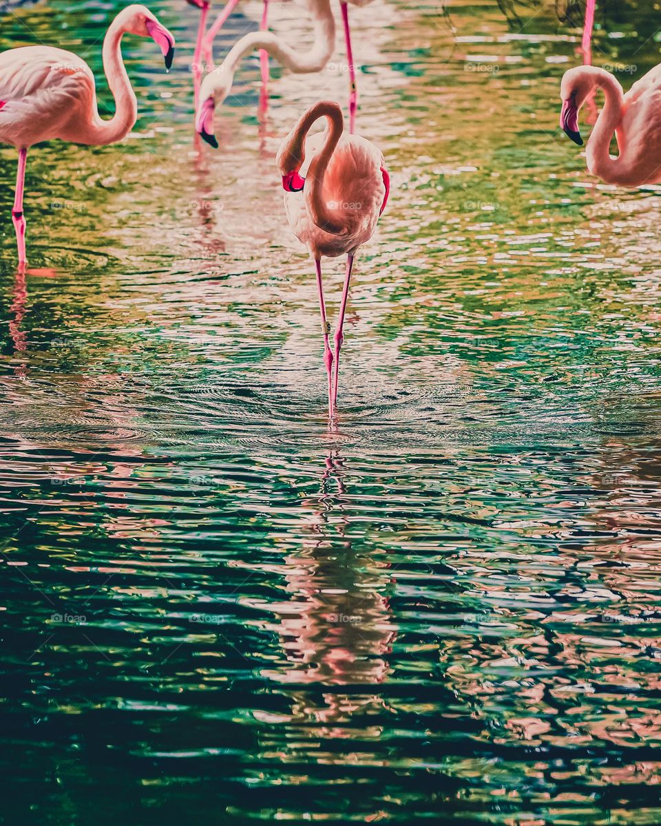 the dancing flamingo
