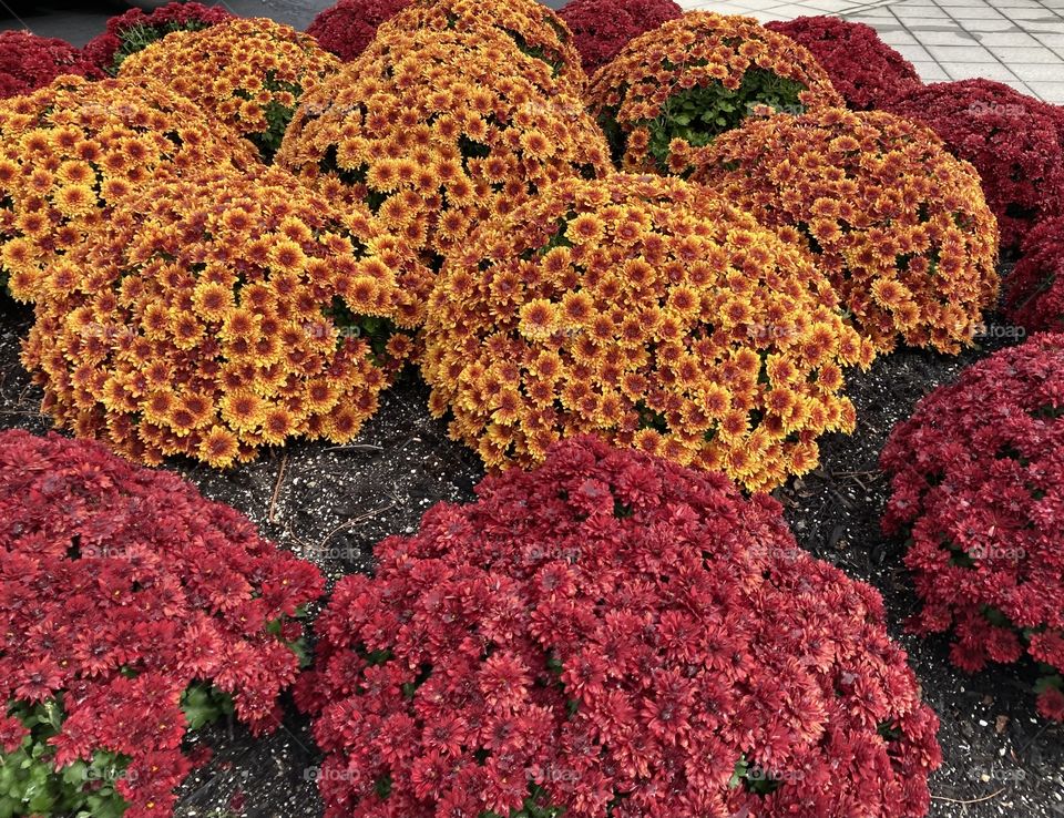 Red and orange flowers