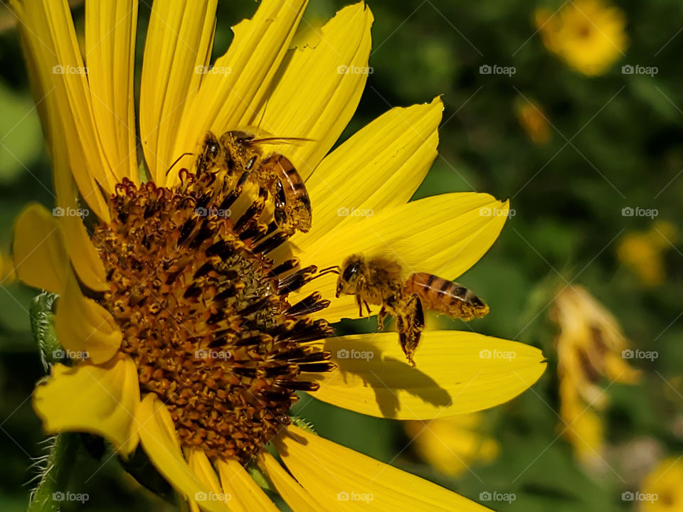 seeing double the pollinators