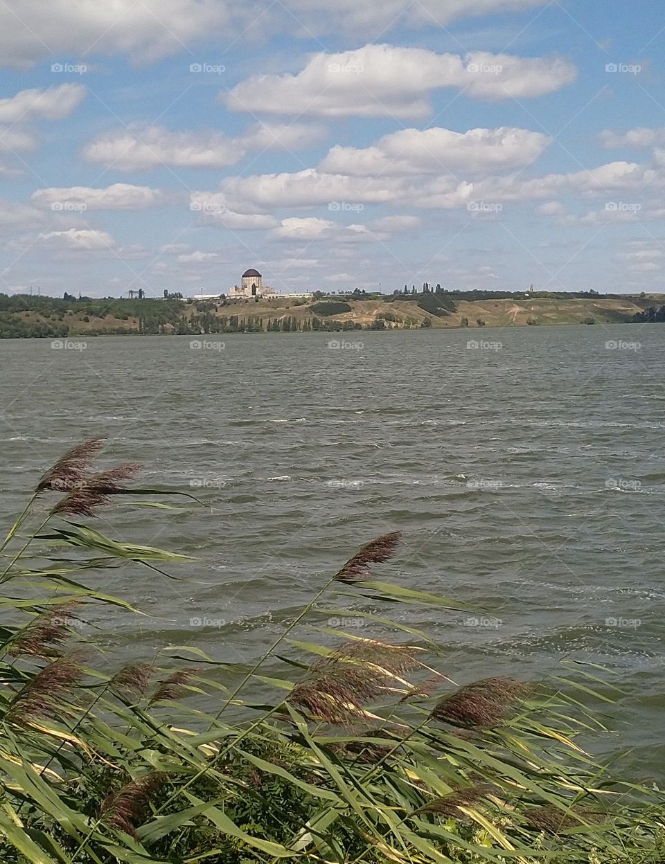Voronezh river, reeds