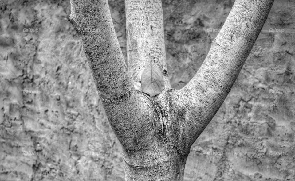 Tree, Trunk, Nature, Bark, Wood