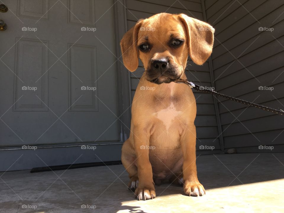 Puggle puppy sitting nicely before a walk.