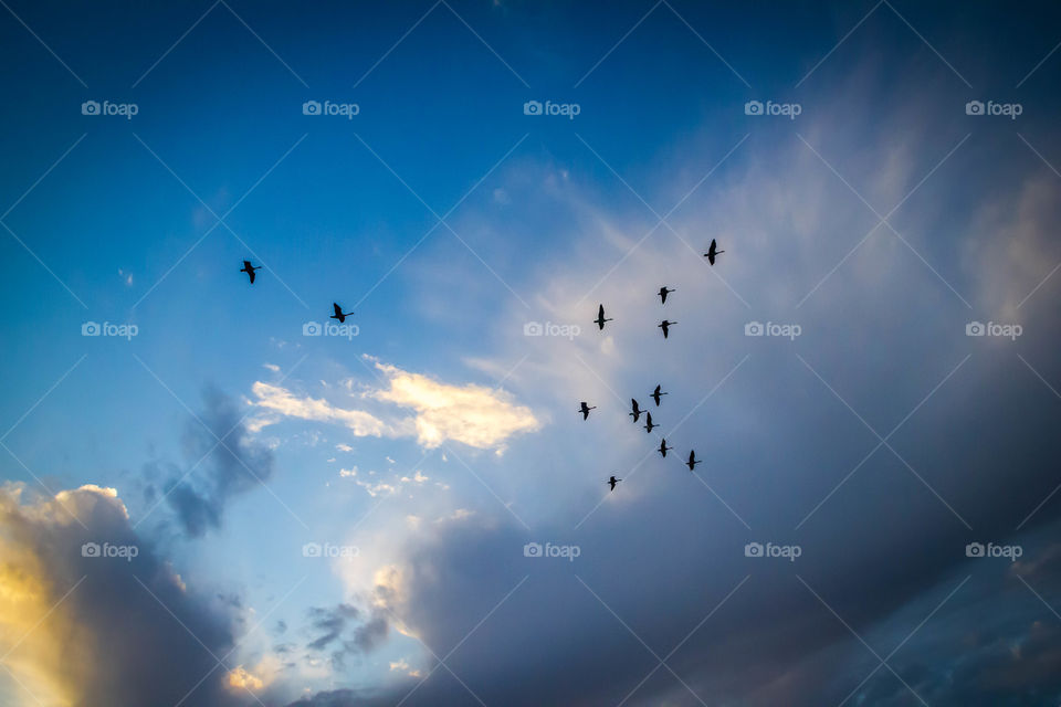 Flock of birds at sunset