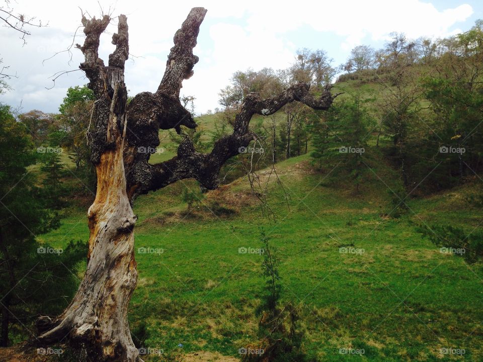 Unique Tree. A unique tree found in the hills of Huehuetenango, Guatemala