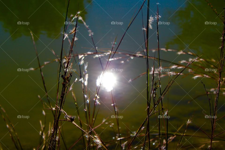 Silhouette of grass at the edge of a pond with  reflection of the sun