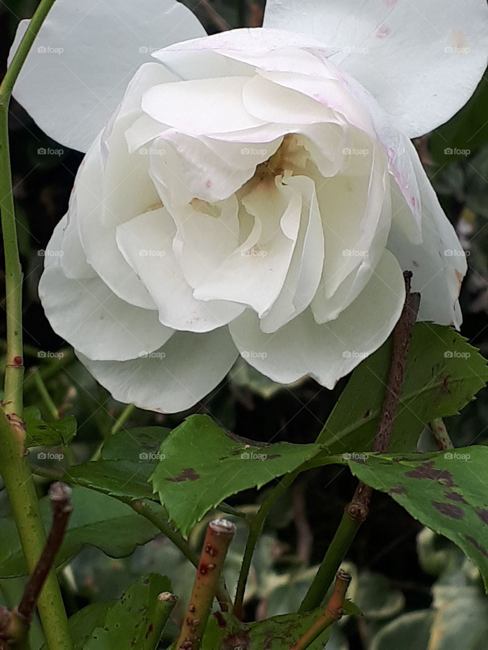 Flower, Nature, Flora, Leaf, Blooming