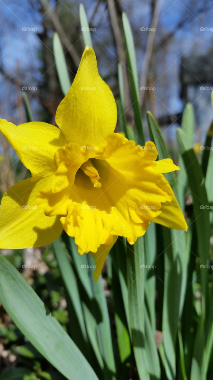 Yellow Flowers