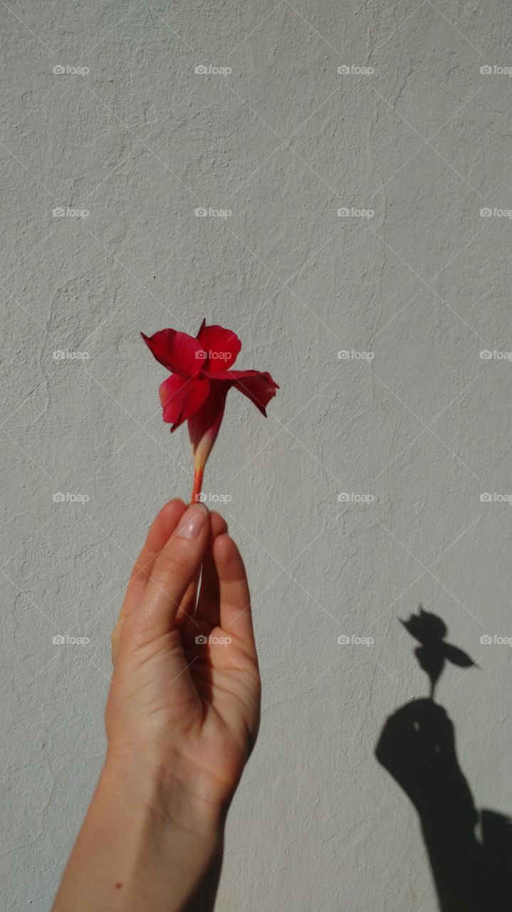 flower & shadow